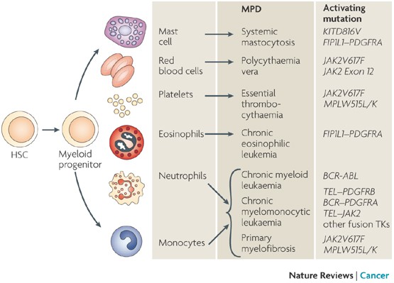 Role of JAK2 in the pathogenesis and therapy of myeloproliferative  disorders | Nature Reviews Cancer