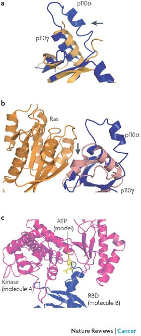 Structural comparisons of class i phosphoinositide 3-kinases
