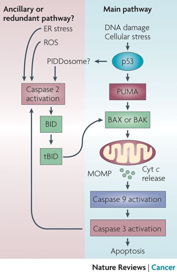 Caspase 2 in apoptosis, the DNA damage response and tumour suppression: enigma no more?