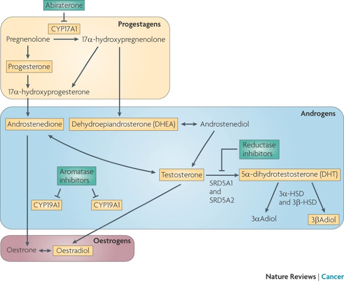 plante prostate cancer