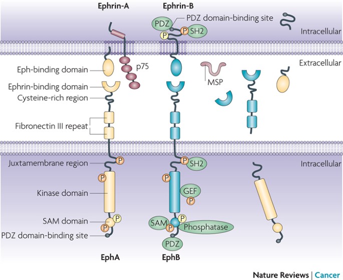 Eph receptors and ephrins in cancer: bidirectional ...