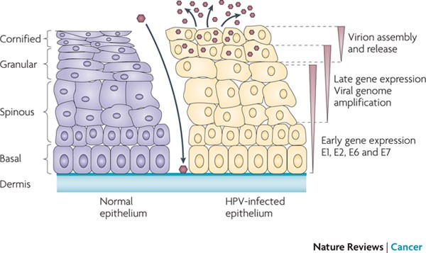 human papillomavirus oncoproteins pathways to transformation)