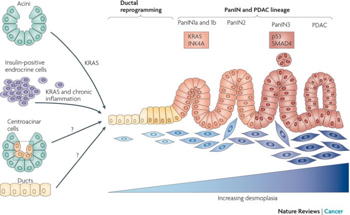 https://media.springernature.com/m685/springer-static/image/art%3A10.1038%2Fnrc2899/MediaObjects/41568_2010_Article_BFnrc2899_Fig1_HTML.jpg