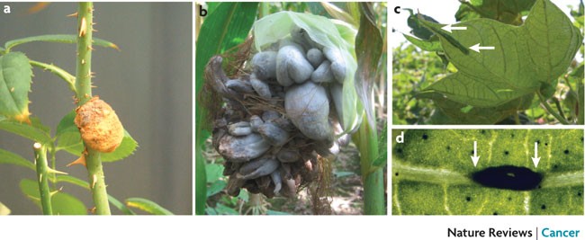 hyperplasia in plants