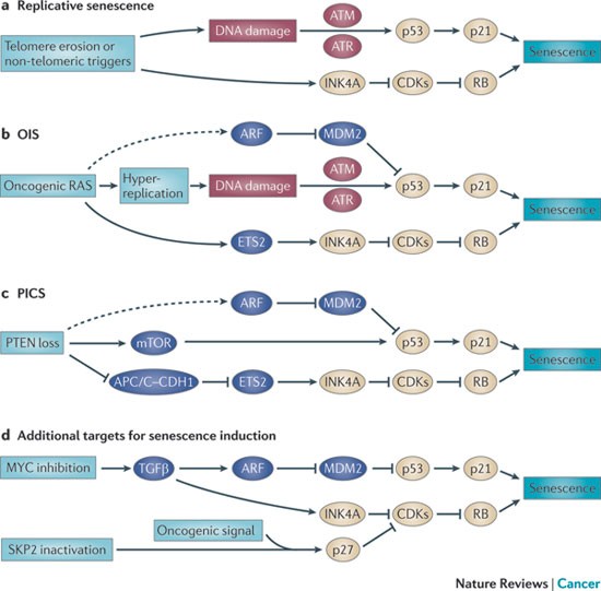 Pro-senescence therapy for cancer treatment