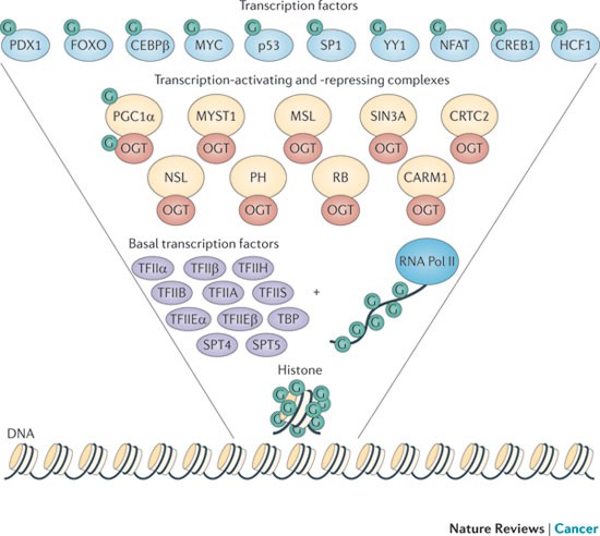 O-GlcNAc signalling: implications for cancer cell biology | Nature Reviews Cancer O-GlcNAc signalling: implications for cancer... 