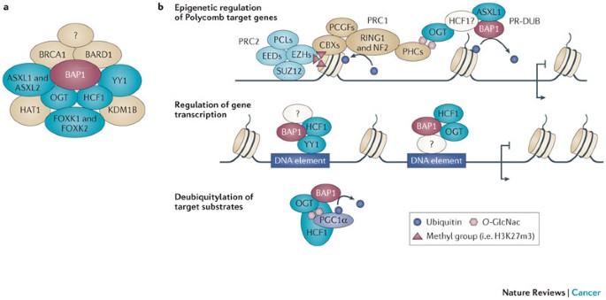 Bap1 And Cancer Nature Reviews Cancer
