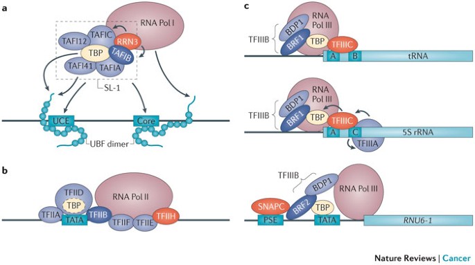 Dysregulation of the basal RNA polymerase transcription apparatus in cancer  | Nature Reviews Cancer