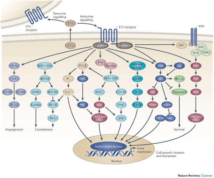 Endothelin 1 in cancer: biological implications and therapeutic opportunities Nature Reviews Cancer