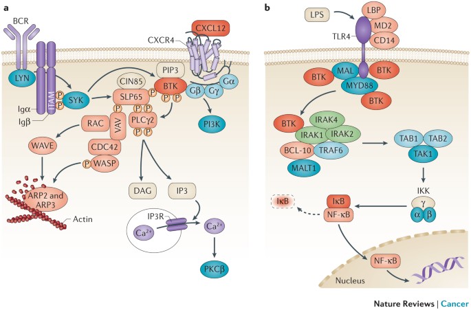 Targeting Bruton's tyrosine kinase in B cell malignancies | Nature Reviews  Cancer