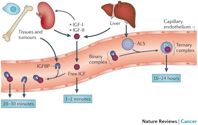 does igf 1 lr3 cause cancer Frontiers IGF System in Cancer -