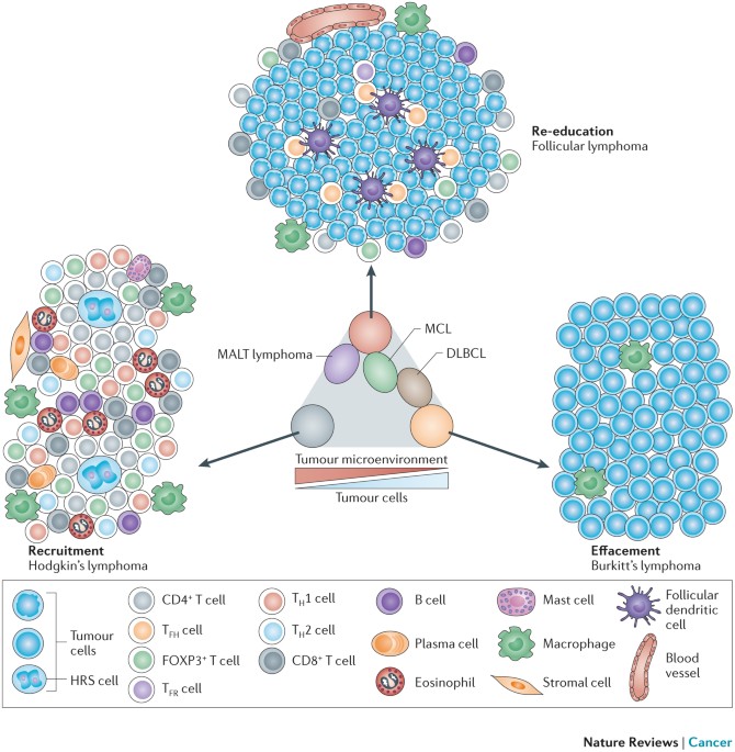 The Tumour Microenvironment In B Cell Lymphomas Nature Reviews Cancer