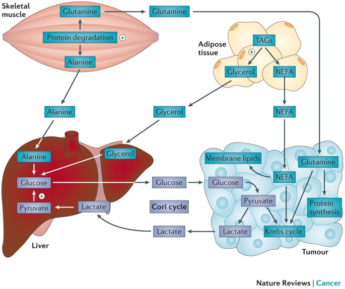 Cancer cachexia: understanding the molecular basis