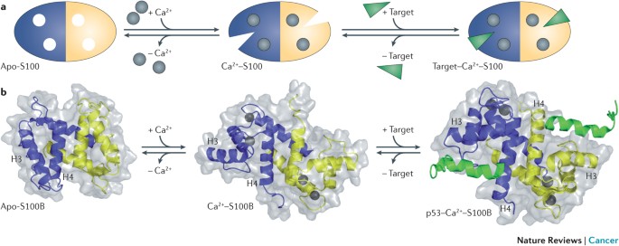 S100 proteins in cancer | Nature Reviews Cancer