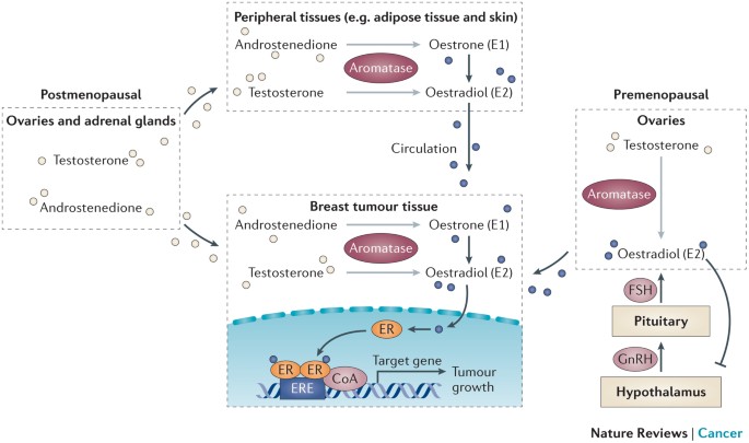 Comprendre a quoi sert les steroide anabolisant