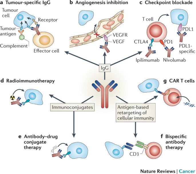 Opportunities for therapeutic antibodies directed at G-protein