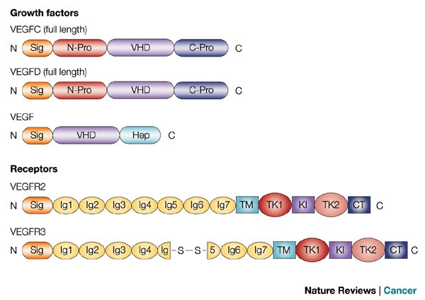 Lymphangiogenesis And Cancer Metastasis Nature Reviews Cancer