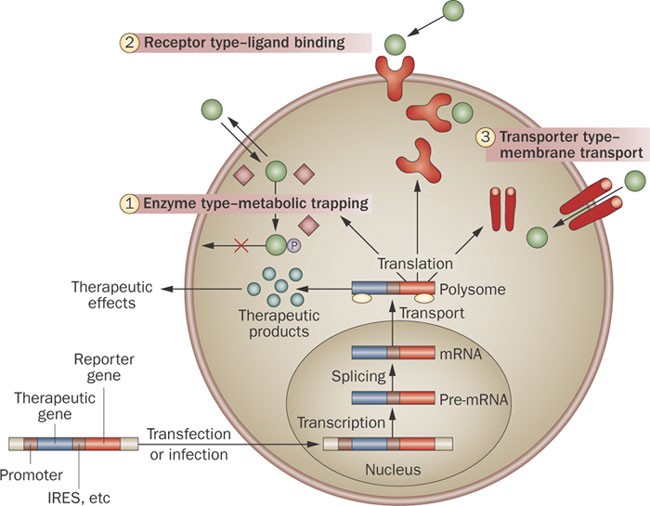 Pet and spect in cardiovascular molecular imaging