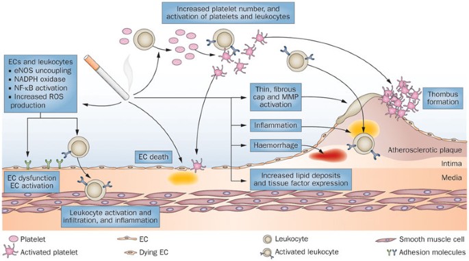 cigarette smoking pathophysiology The biology behind the atherothrombotic effects of cigarette smoke