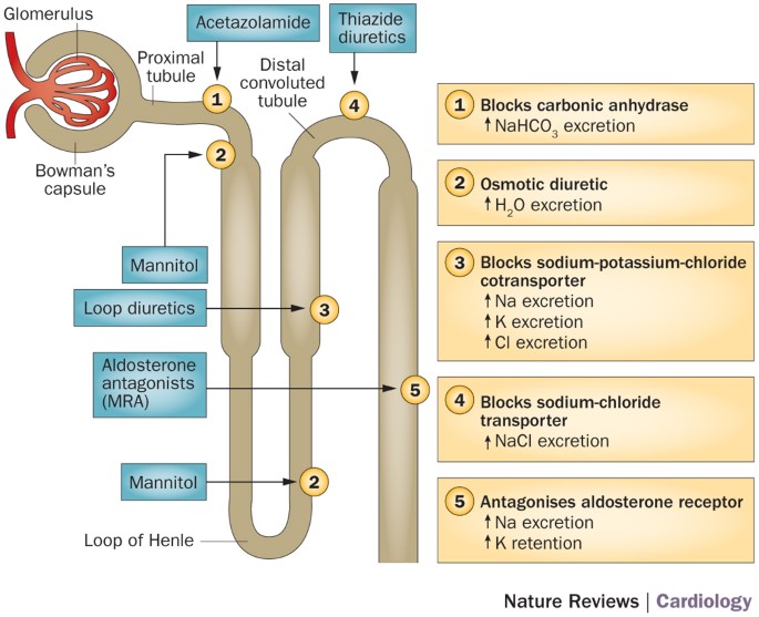 Diuretic Response In Acute Heart Failure—Pathophysiology, Evaluation, And  Therapy | Nature Reviews Cardiology
