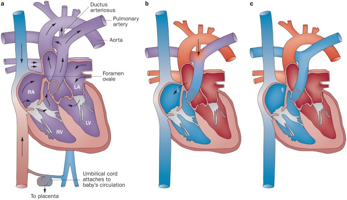 Prenatal screening for structural congenital heart disease