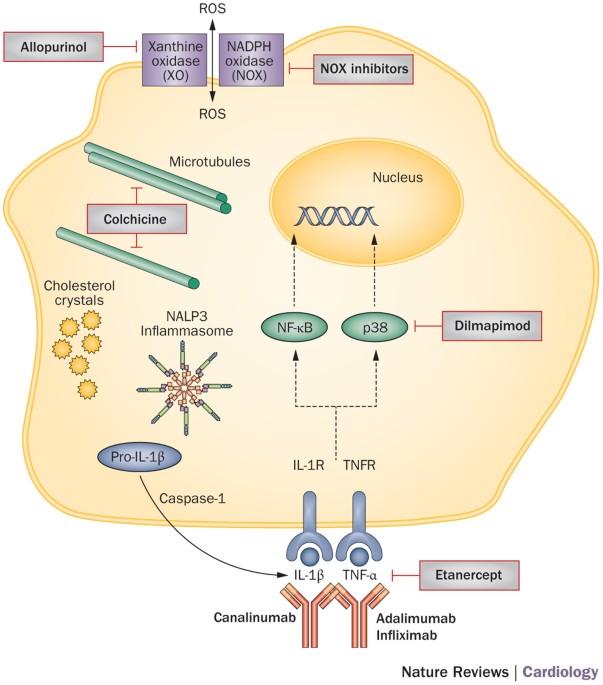 glutathione artheriolsclerosis Frontiers Anti-inflammatory therapies for atherosclerosis |