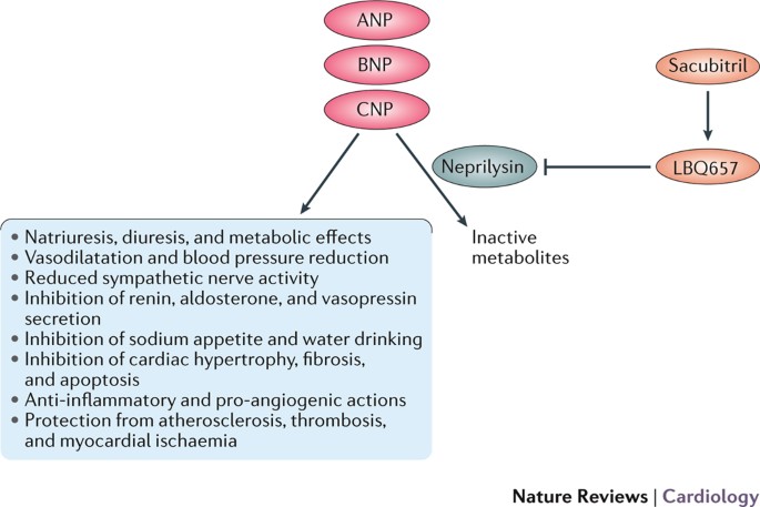 Long Term Neprilysin Inhibition Implications For Arnis Nature Reviews Cardiology