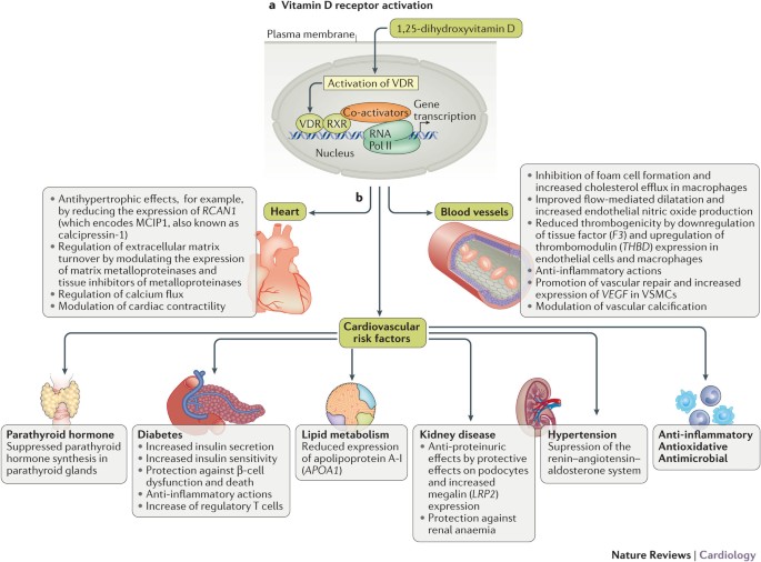 Supplementation with vitamin D and its analogs for treatment of endothelial  dysfunction and cardiovascular disease – ScienceOpen