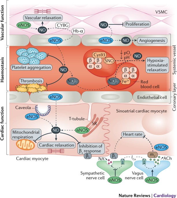 Nitric Oxide Signalling In Cardiovascular Health And Disease Nature Reviews Cardiology