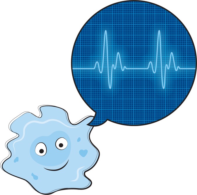 Surprising role of cardiac macrophages in heart electrical conduction