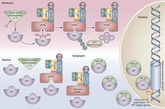 Alterations in vhl as potential biomarkers in renal-cell carcinoma