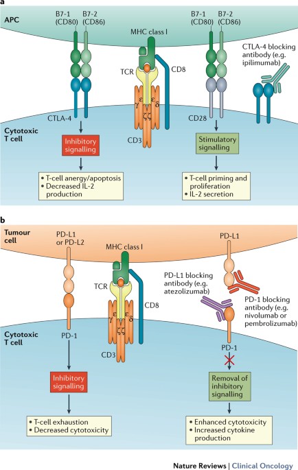 Pd 1 Pd L1 Immune Checkpoint Blockade In B Cell Lymphomas Nature Reviews Clinical Oncology Pd 1 Pd L1 Immune Checkpoint Blockade In B Cell Lymphomas Nature Reviews Clinical Oncology