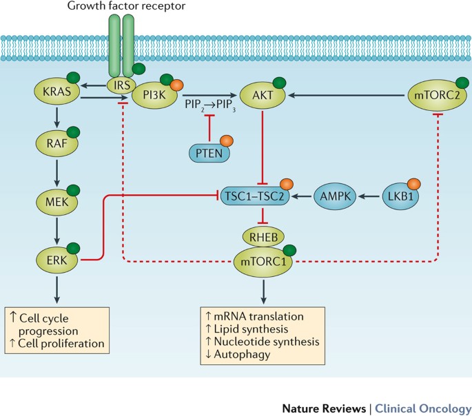Targeting the PI3K pathway in cancer: are we making headway? | Nature  Reviews Clinical Oncology