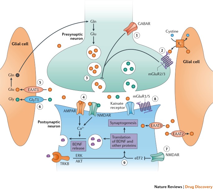 Targeting glutamate signalling in depression: progress and prospects