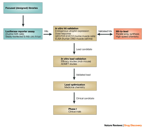 Frontiers  Current Pharmacological Strategies for Duchenne