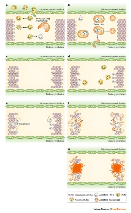 Inflammatory Resolution: new opportunities for drug discovery | Nature  Reviews Drug Discovery