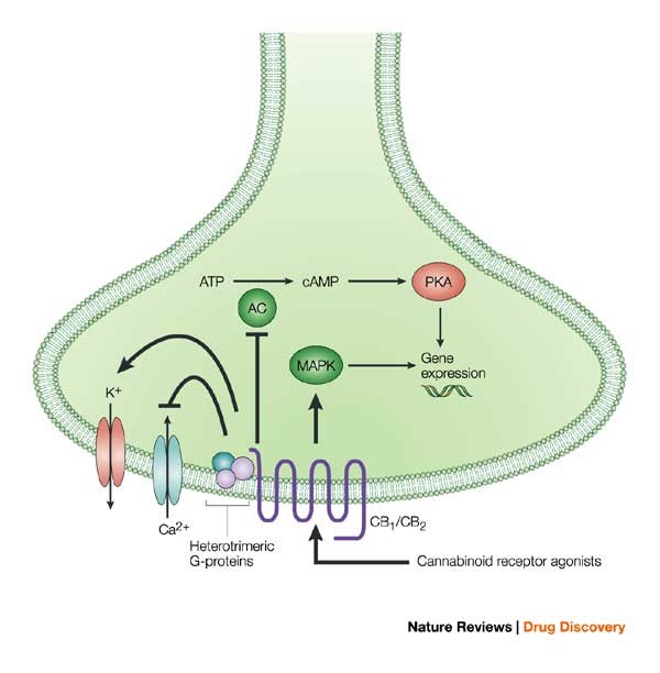 Goods and Bads of the Endocannabinoid System as a Therapeutic Target:  Lessons Learned after 30 Years