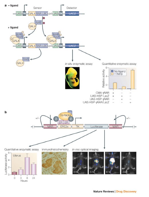Reporter mice and drug discovery and development