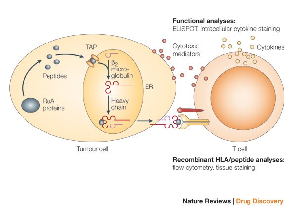 Regulators of apoptosis: suitable targets for immune therapy of cancer