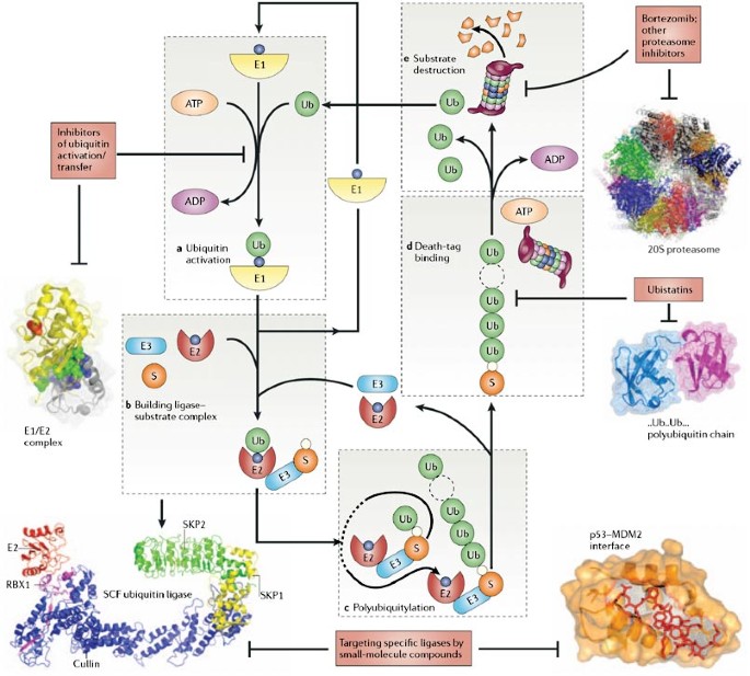 Drug discovery in the ubiquitin–proteasome system