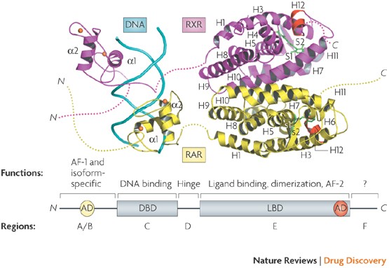 Design Of Selective Nuclear Receptor Modulators Rar And Rxr As A Case Study Nature Reviews Drug Discovery
