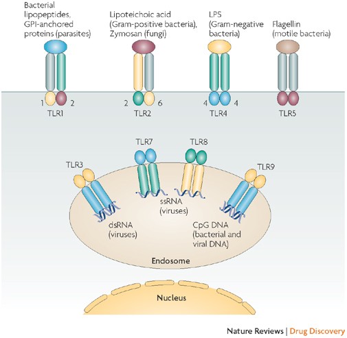 Interferons at age 50: past, current and future impact on biomedicine | Nature Reviews Drug Discovery Interferons at age 50: past, current and future impact on biomedicine | Nature Reviews Drug Discovery
