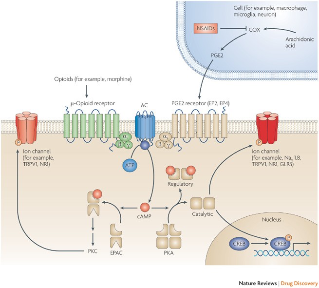Capturing Adenylyl Cyclases As Potential Drug Targets Nature Reviews Drug Discovery