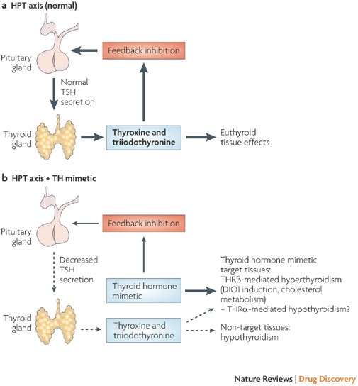 Ditki, Medical & Biological Sciences on X: Can you list triggers for  growth hormone secretion? What inhibits secretion? Learn more:   #ditki #meded #medicalschool #medstudent #nursing  #physicianassistant #usmle #pance #hormones