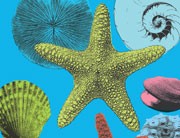 Drug discovery from natural products