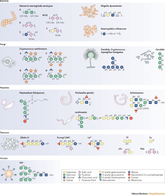 Carbohydrate Vaccines Developing Sweet Solutions To Sticky Situations Nature Reviews Drug Discovery