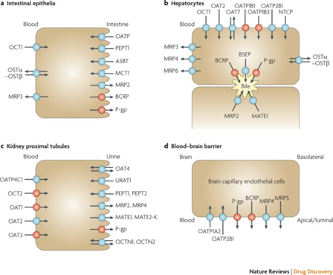 Membrane transporters in drug development