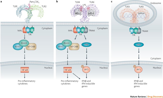 Targeting Toll-like receptors: emerging therapeutics? | Nature Reviews Drug  Discovery