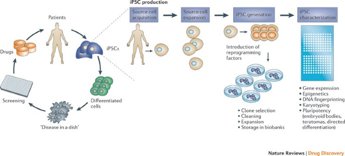 Induced Pluripotent Stem Cells Opportunities For Disease Modelling And Drug Discovery Nature Reviews Drug Discovery