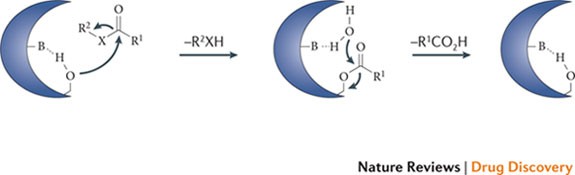 The pharmacological landscape and therapeutic potential of serine hydrolases